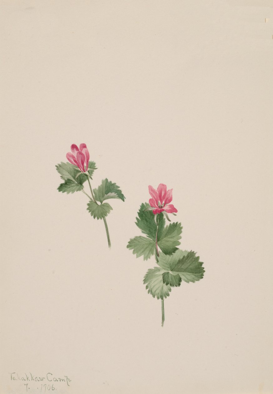 Rubus articus, 1881 alkotó: Mary Vaux Walcott