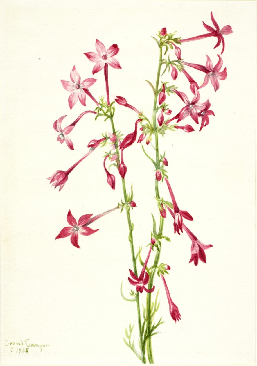 Scarlet Gilia Gilia aggregata, 1935. alkotó: Mary Vaux Walcott