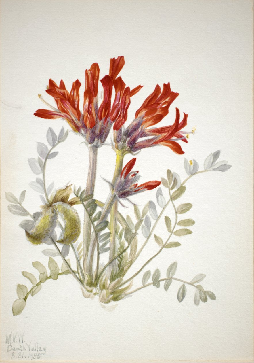 Scarlet Loco Astragalus coccineus, 1935. alkotó: Mary Vaux Walcott