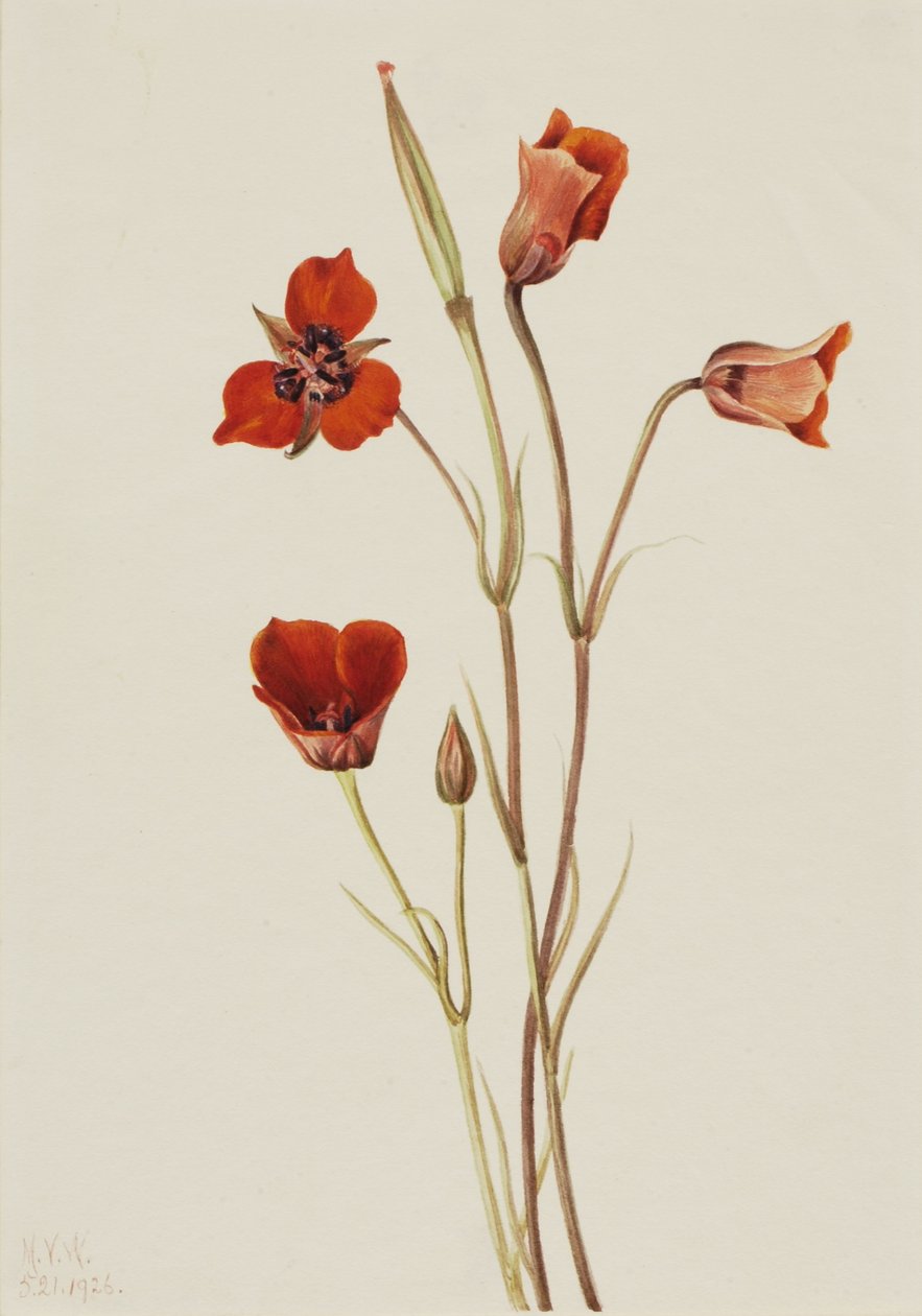 Skarlátvörös mariposa (Calochortus kennedyi) alkotó: Mary Vaux Walcott