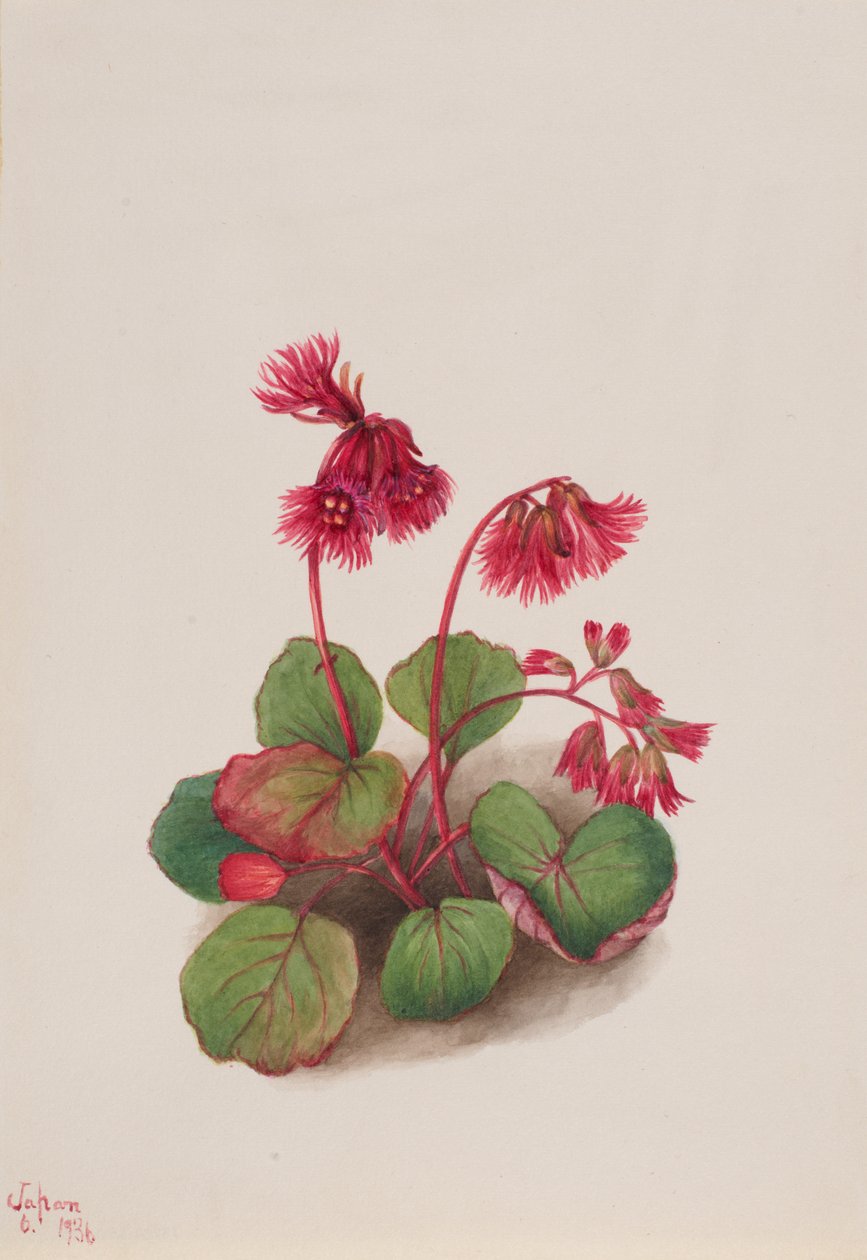 Schizocodon soldanelloides, 1936. alkotó: Mary Vaux Walcott