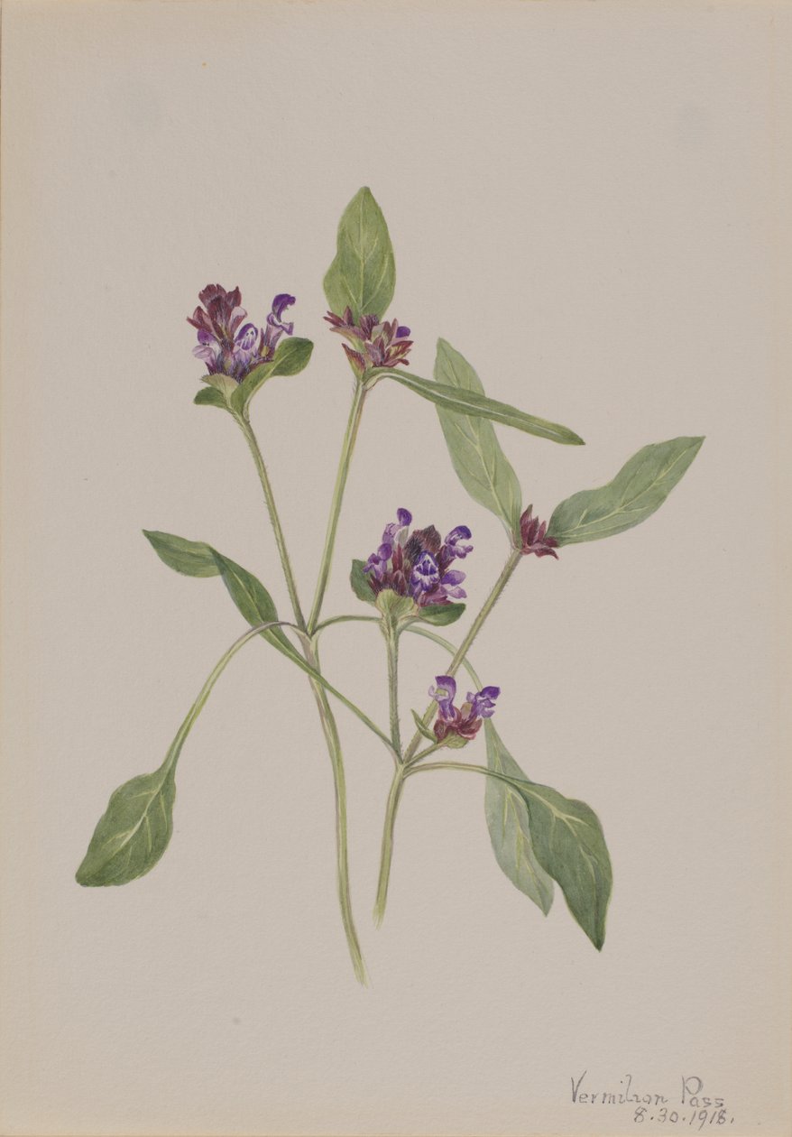 Öngyógyító Prunella vulgaris, 1918. alkotó: Mary Vaux Walcott