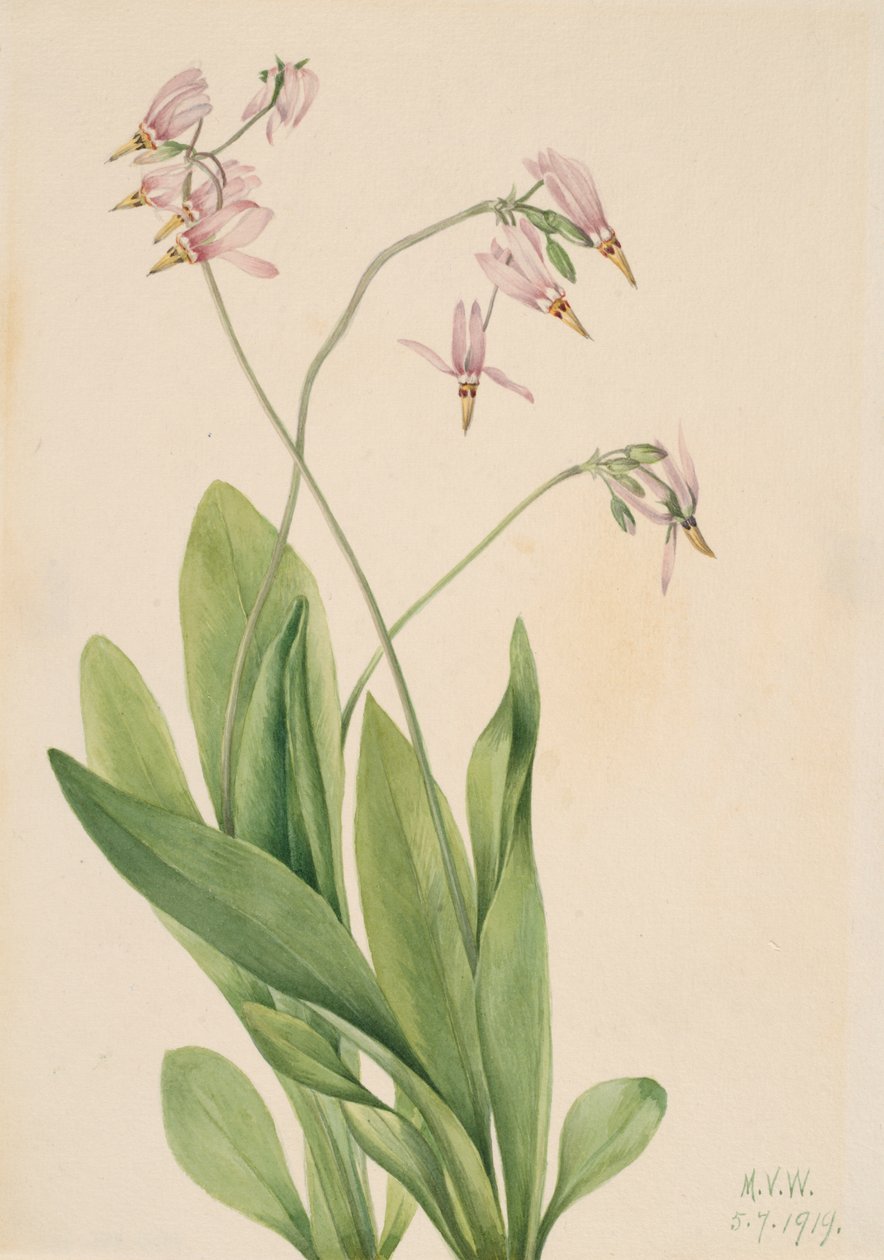 Shooting Star Dodecatheon meadia, 1919. alkotó: Mary Vaux Walcott