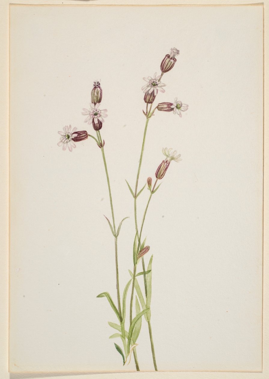Silene multicaulis alkotó: Mary Vaux Walcott