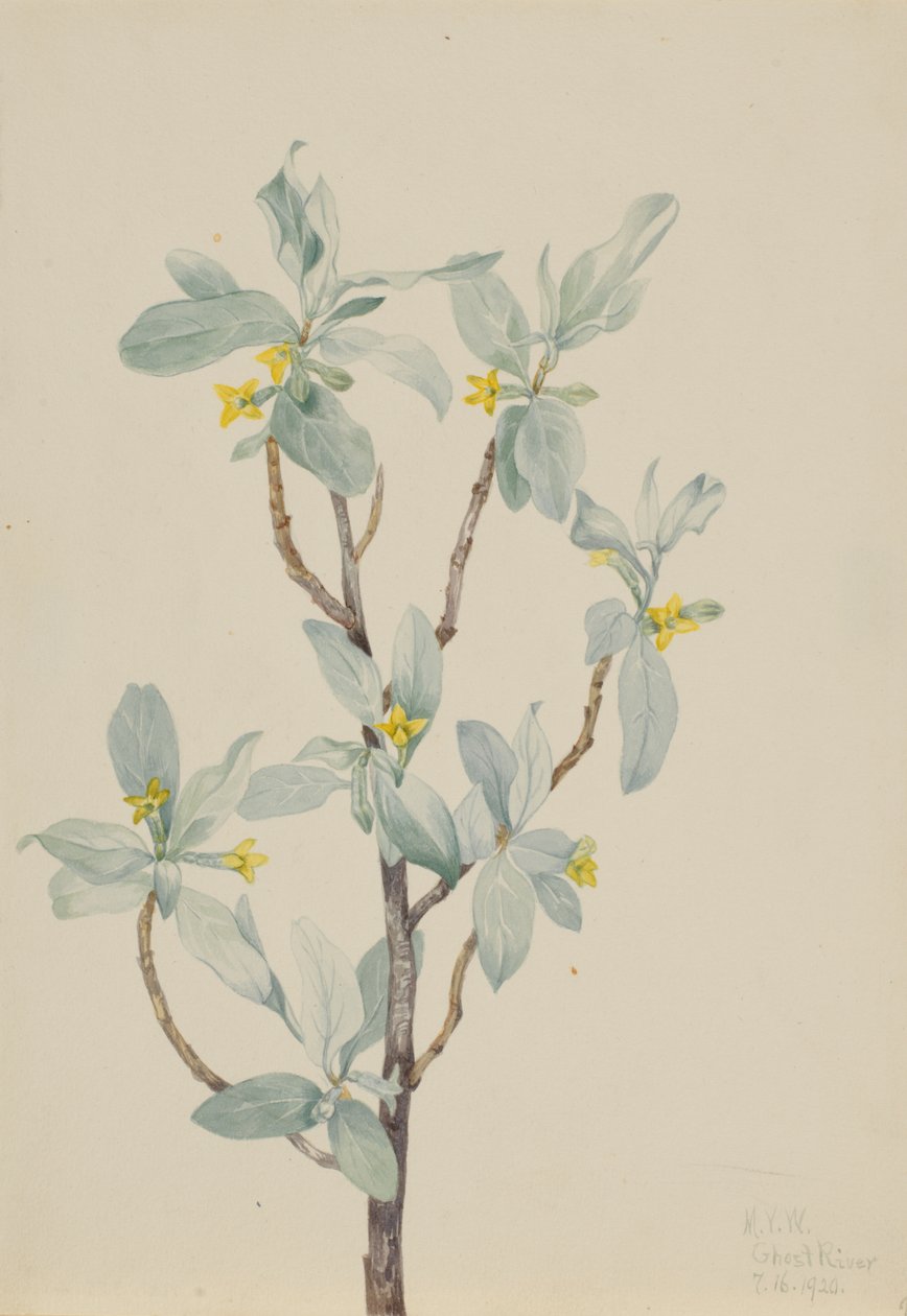 Ezüstbogyó (Elaeagnus commutata) alkotó: Mary Vaux Walcott