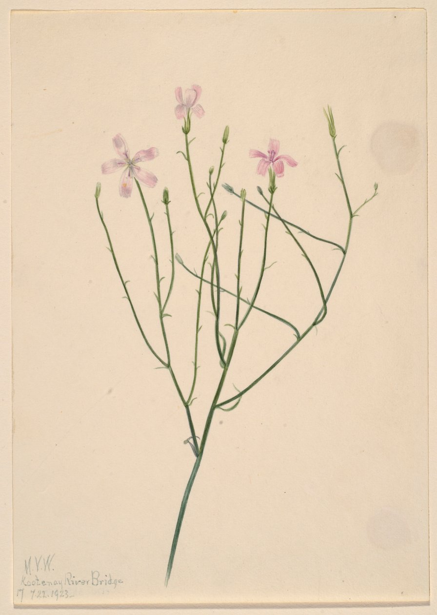 Csontváz Virág (Lygodesmia juncea) alkotó: Mary Vaux Walcott