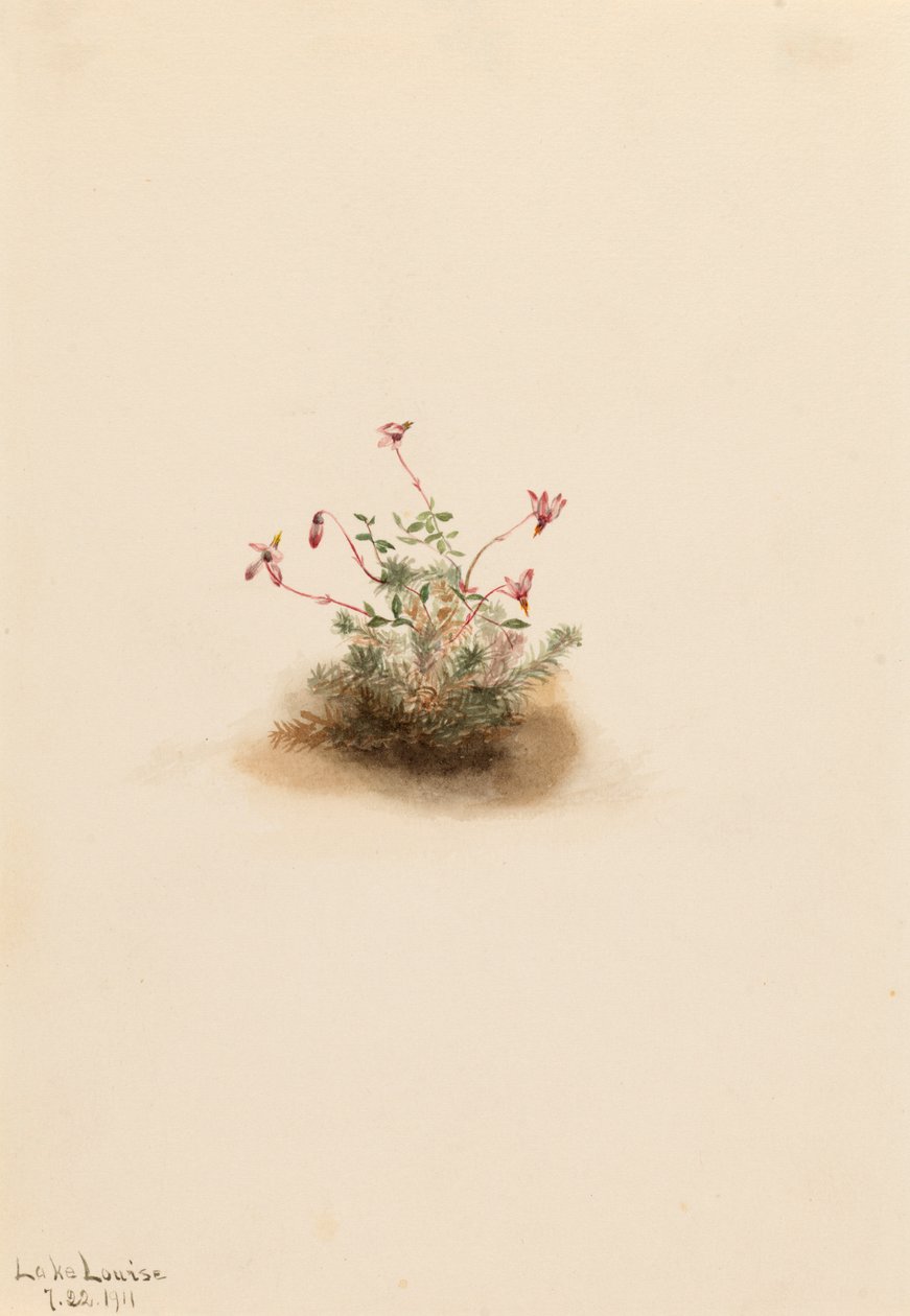 Kis áfonya Oxycoccus palustris, 1911. alkotó: Mary Vaux Walcott