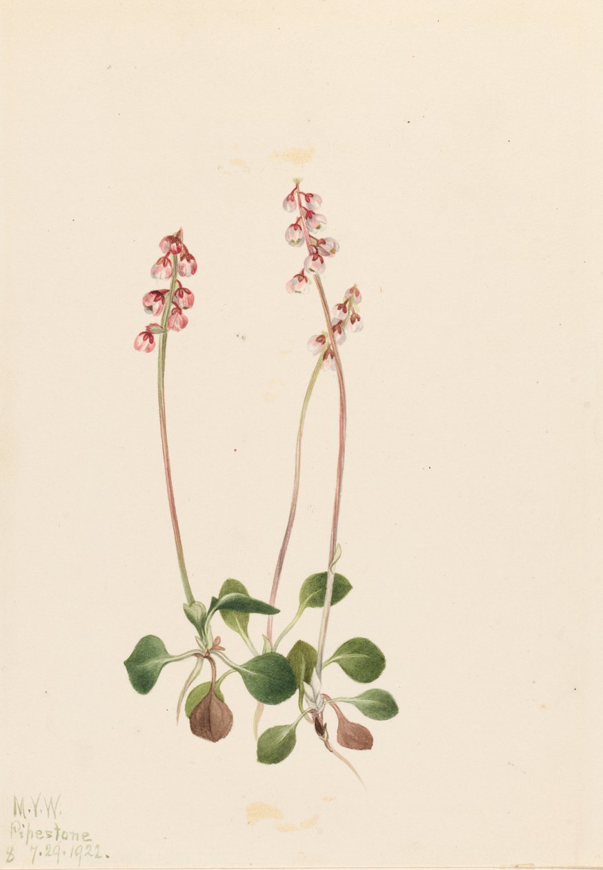 Kis Pyrola (Pyrola minor) alkotó: Mary Vaux Walcott