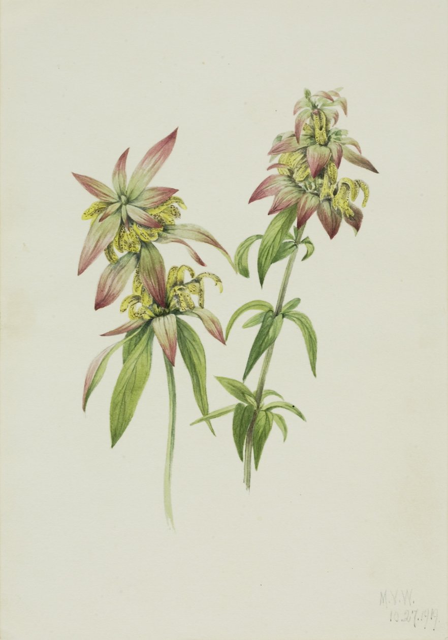 Foltos méhfű (Monarda punctata) alkotó: Mary Vaux Walcott