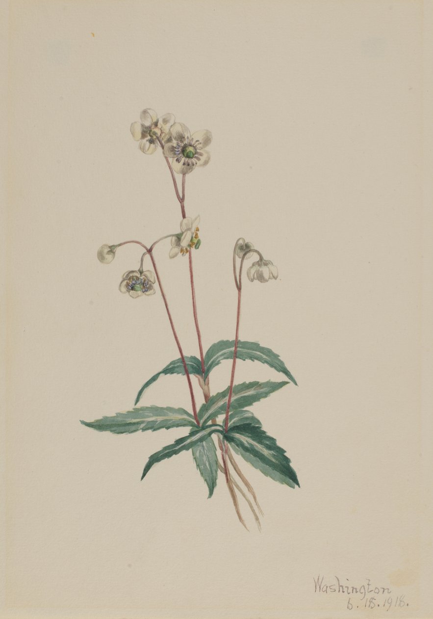 Foltos Pipsissewa Chimaphila maculata, 1918. alkotó: Mary Vaux Walcott