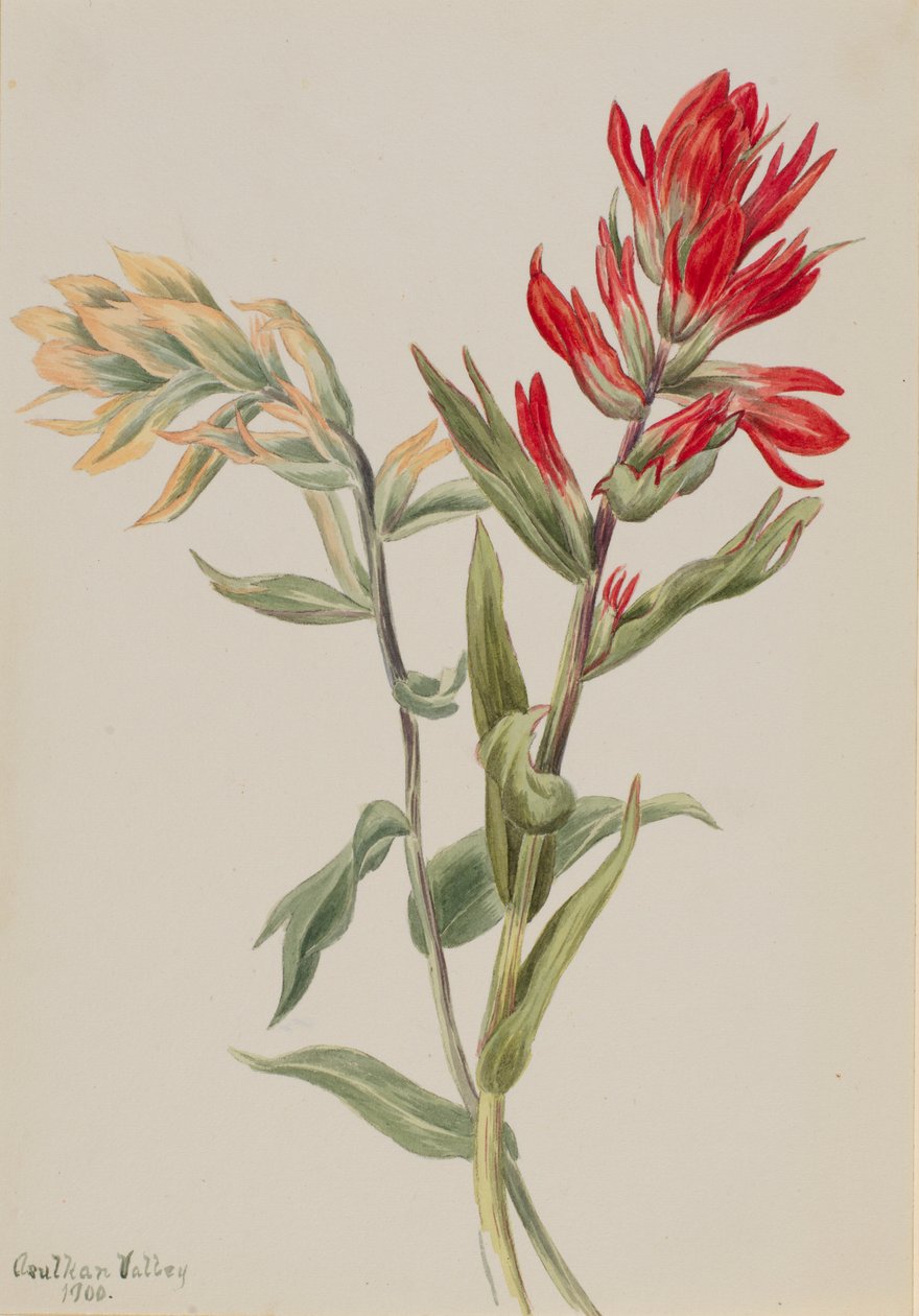 Stachys palustria alkotó: Mary Vaux Walcott