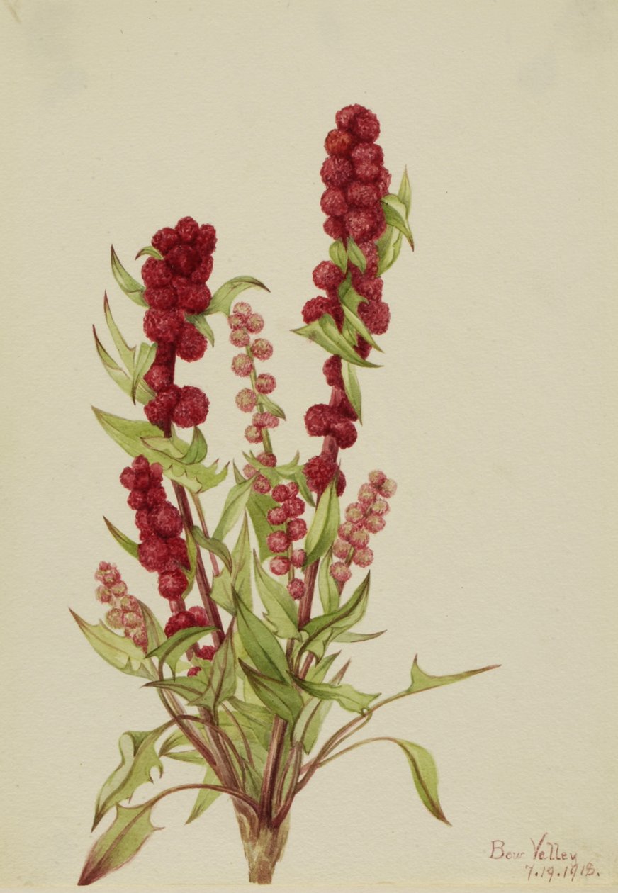 Eper-Blite Chenopodium capitatum, 1918. alkotó: Mary Vaux Walcott
