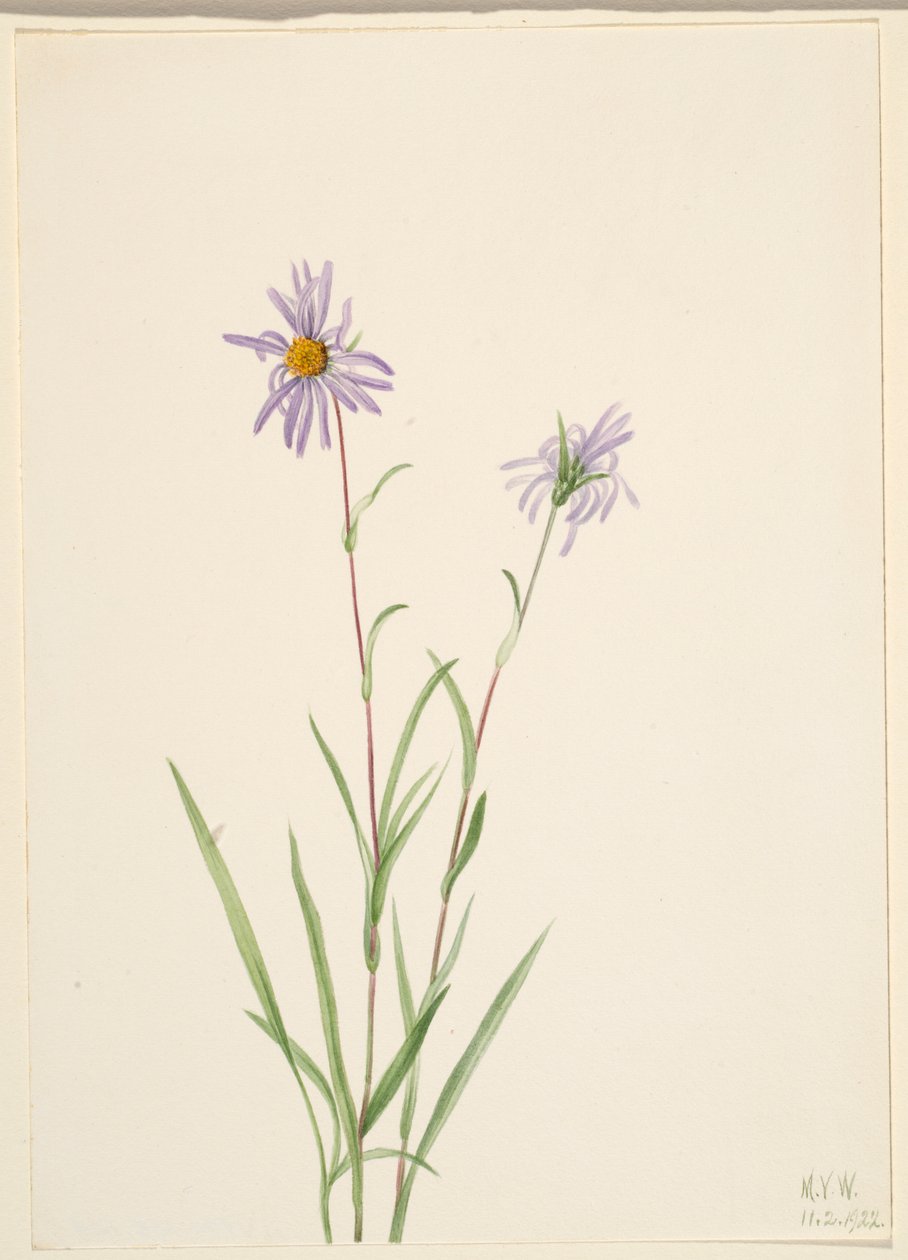 Mocsári csillag (Aster paludosus) alkotó: Mary Vaux Walcott