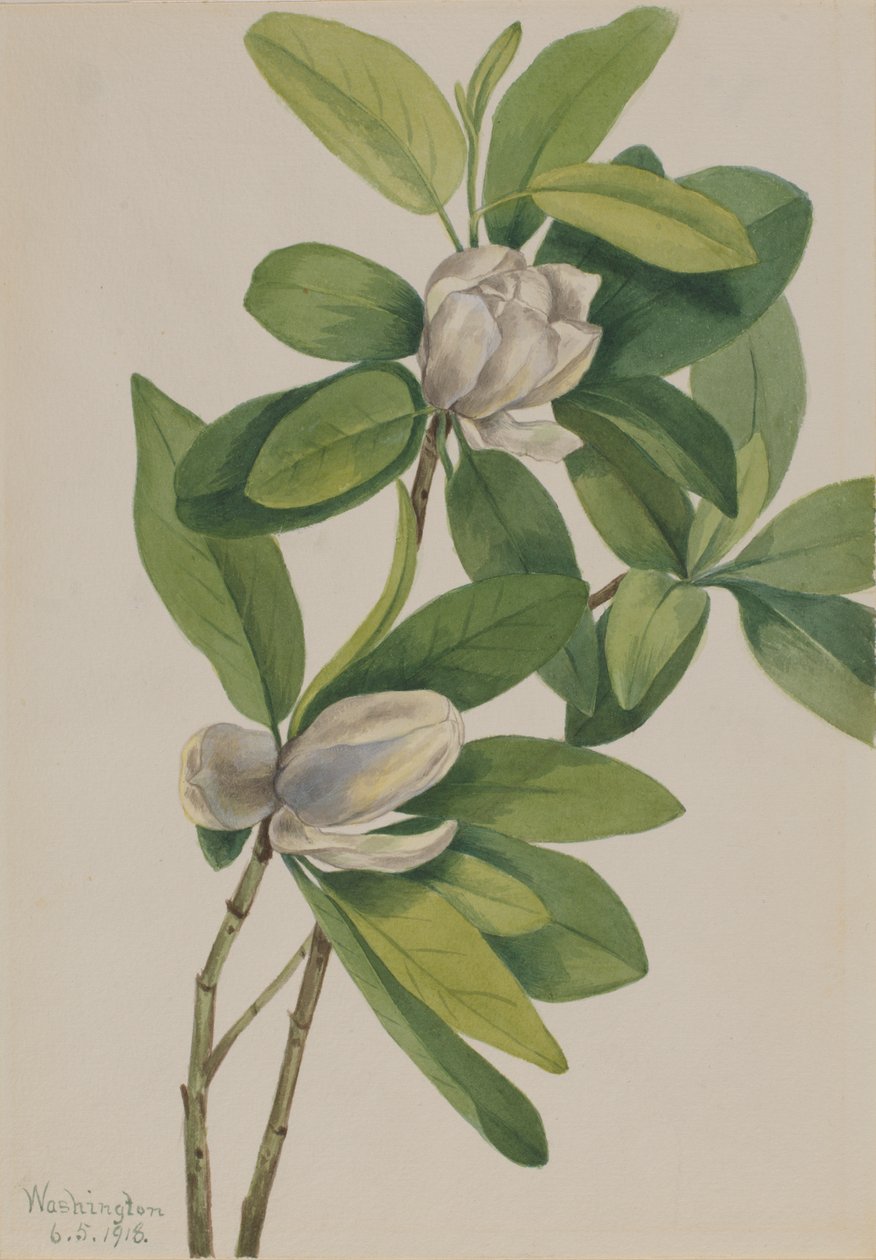 Mocsári magnólia Magnolia virginiana, 1918. alkotó: Mary Vaux Walcott