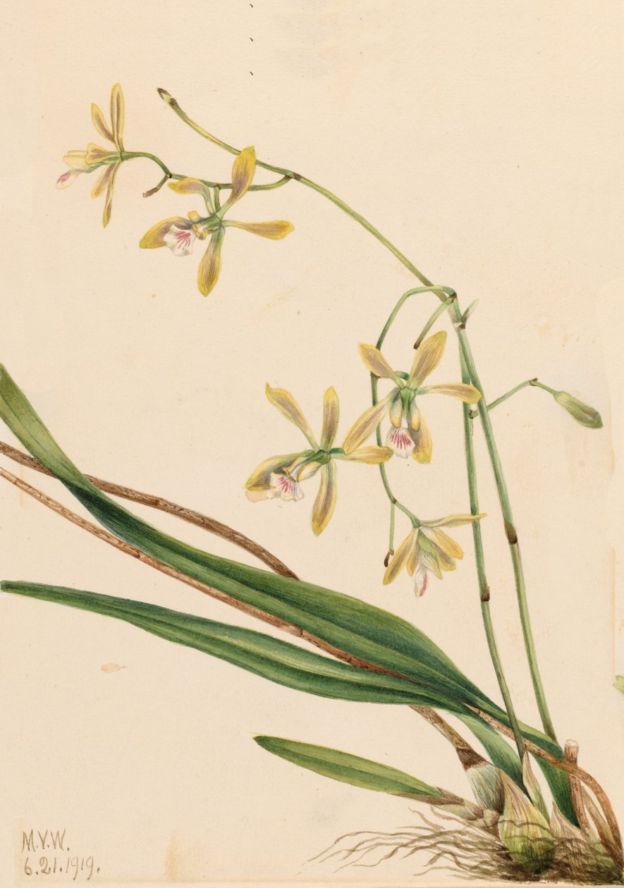 Tampa Epidendrum Epidendrum tampense, 1919. alkotó: Mary Vaux Walcott