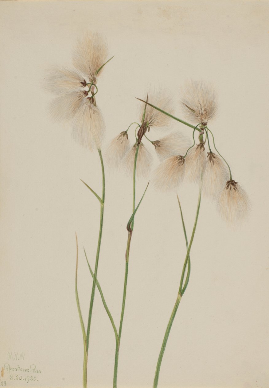 Tollas pamutfű (Eriophorum angustifolium) alkotó: Mary Vaux Walcott