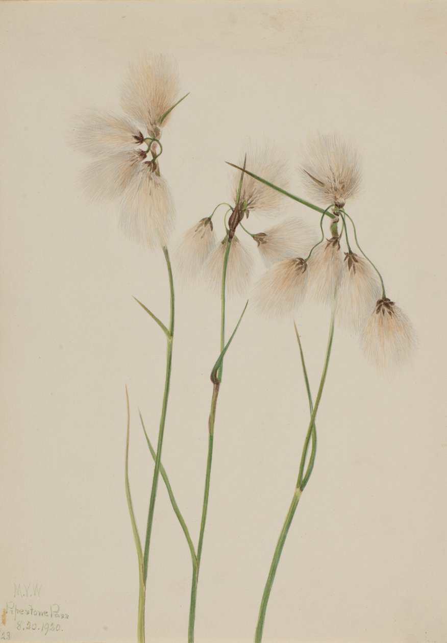 Bojtos gyapotfű Eriophorum angustifolium, 1920. alkotó: Mary Vaux Walcott