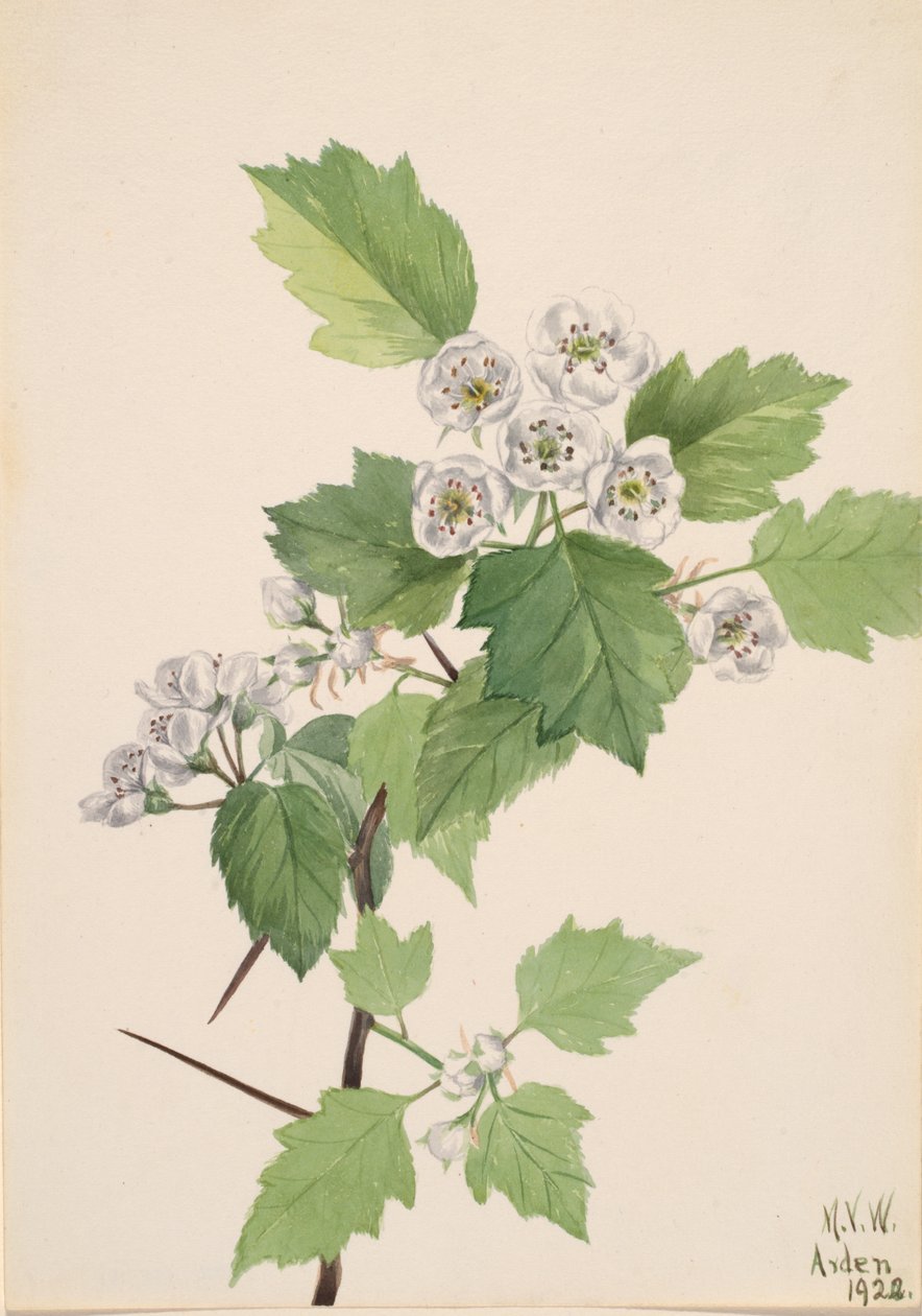 Thicket Hawthorn Crataegus coccinea, 1922. alkotó: Mary Vaux Walcott