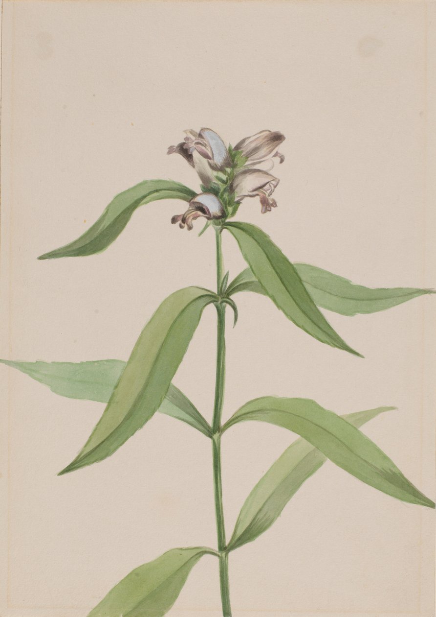 Teknősbéka (Chelone glabra) alkotó: Mary Vaux Walcott