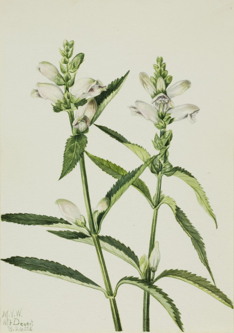 Turtlehead Chelone glabra, 1926. alkotó: Mary Vaux Walcott