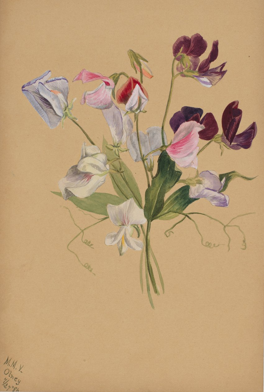 Cím nélkül – Virágtanulmány, 1886. alkotó: Mary Vaux Walcott