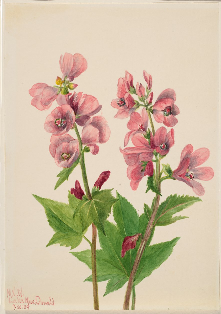 Cím nélkül – Virágtanulmány, 1939. alkotó: Mary Vaux Walcott