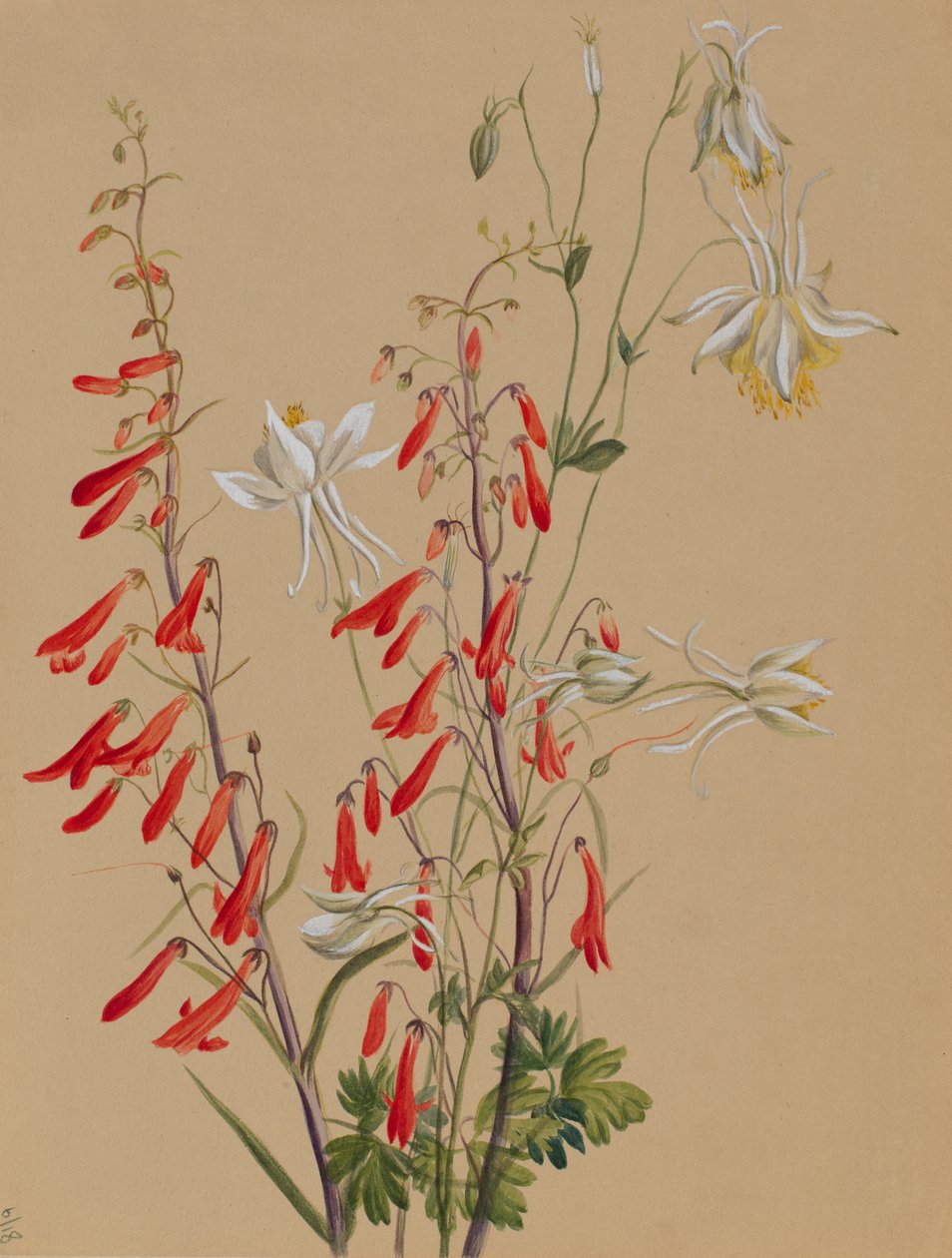 Untitled – Virágtanulmány, kb. 1883-1900. alkotó: Mary Vaux Walcott