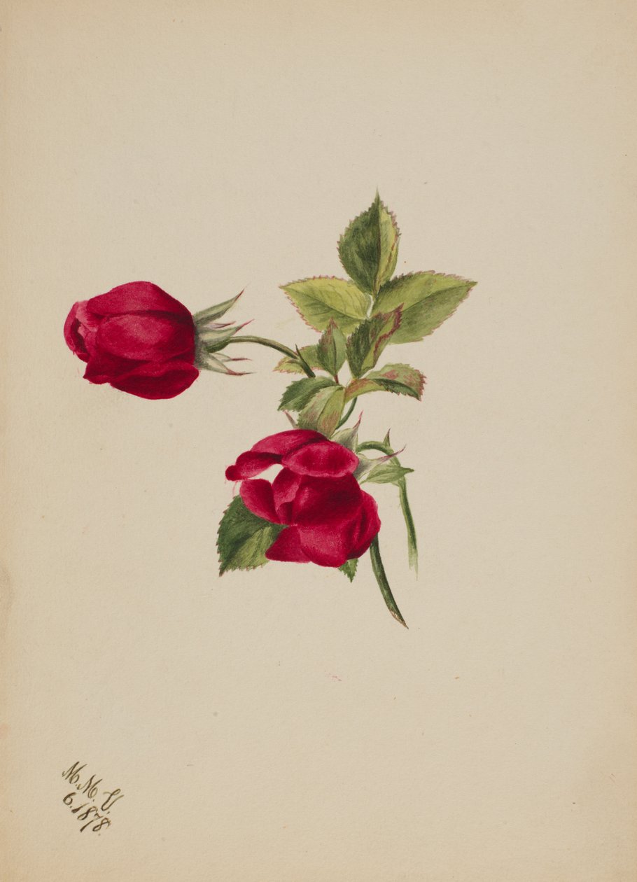 Cím nélkül – Rose, 1878. alkotó: Mary Vaux Walcott