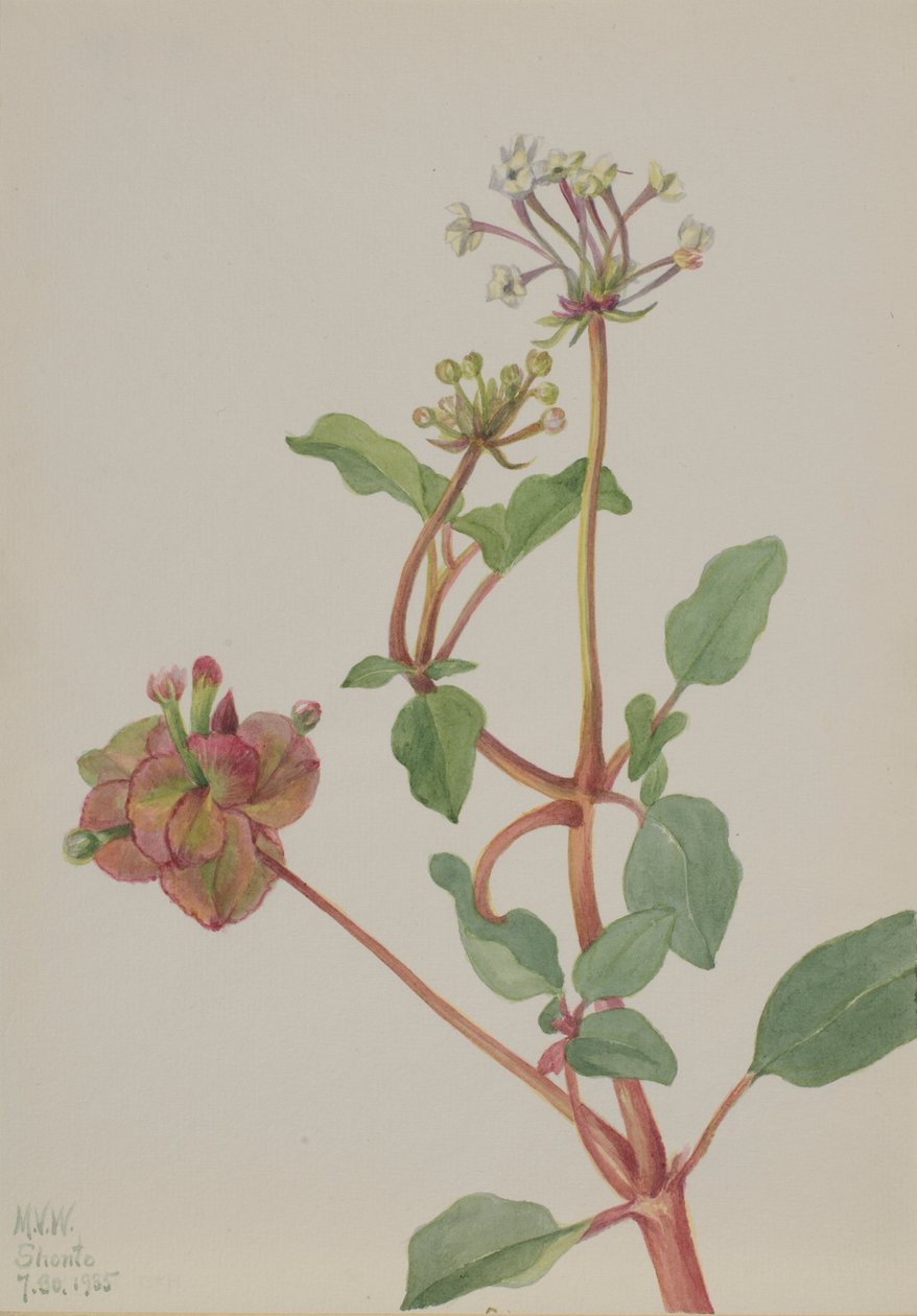 Cím nélkül (Tripterocalyx pedunculatus) alkotó: Mary Vaux Walcott