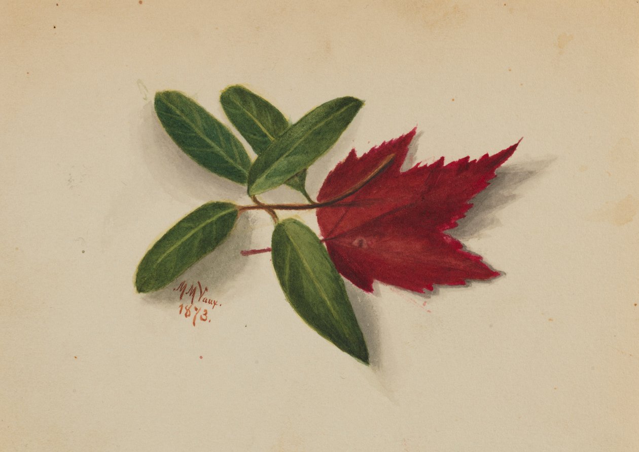 Cím nélkül alkotó: Mary Vaux Walcott