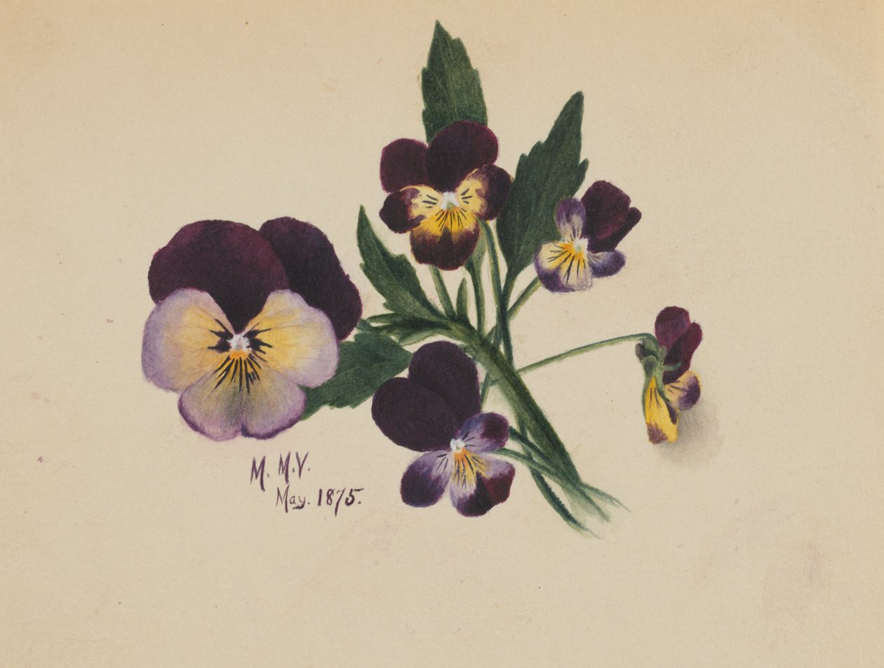 Névtelen árvácskák, 1875. alkotó: Mary Vaux Walcott