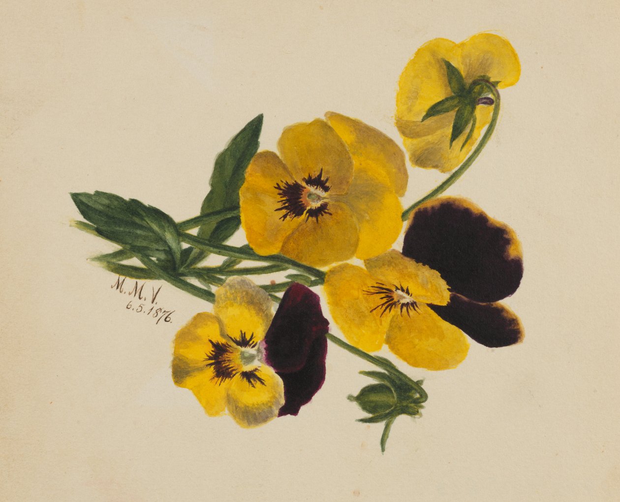 Névtelen árvácskák, 1876. alkotó: Mary Vaux Walcott