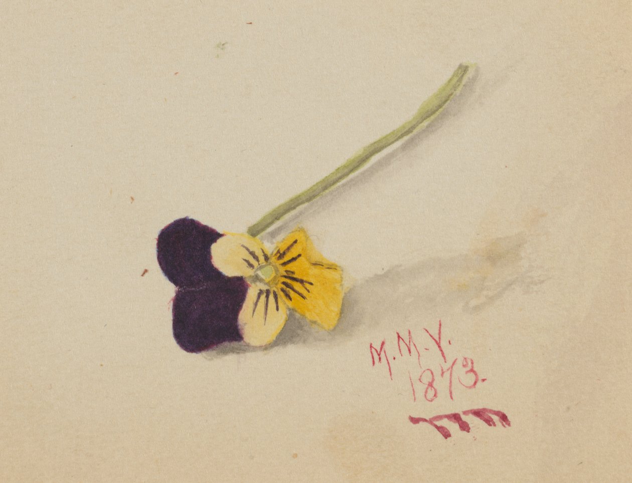 Árvácska cím nélkül, 1873. alkotó: Mary Vaux Walcott
