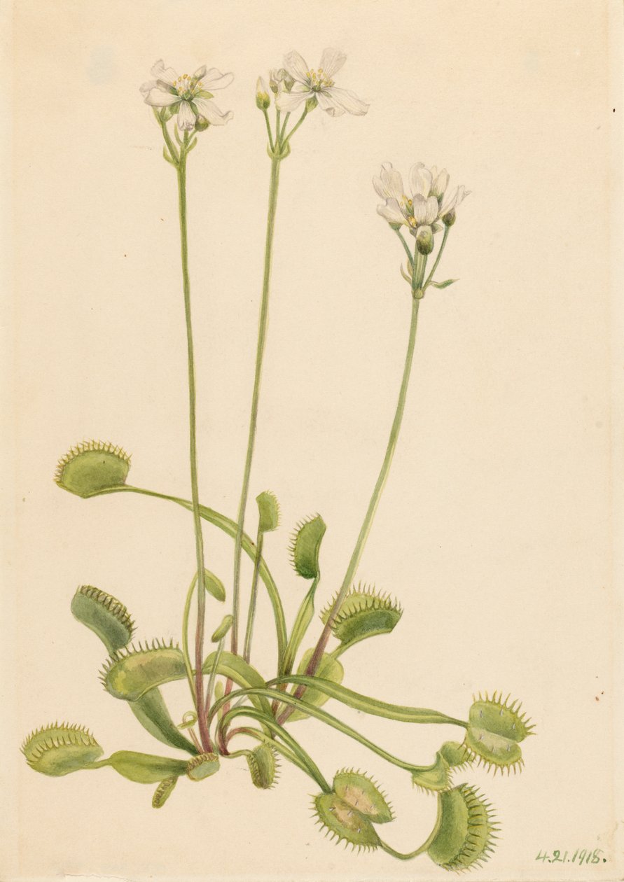 Vénusz légycsapda Dionaea muscipula, 1918. alkotó: Mary Vaux Walcott