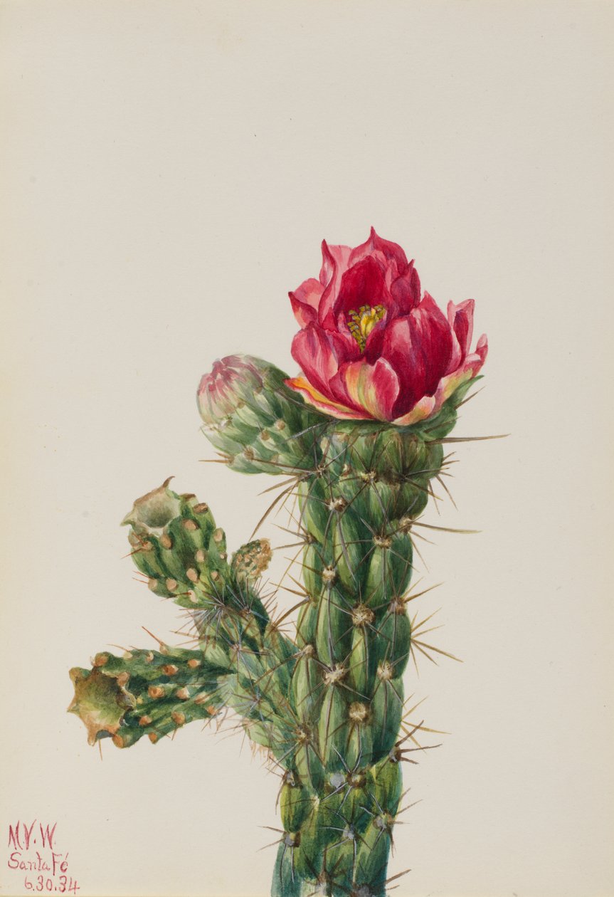 Cholla Opuntia imbricata sétapálca, 1934. alkotó: Mary Vaux Walcott