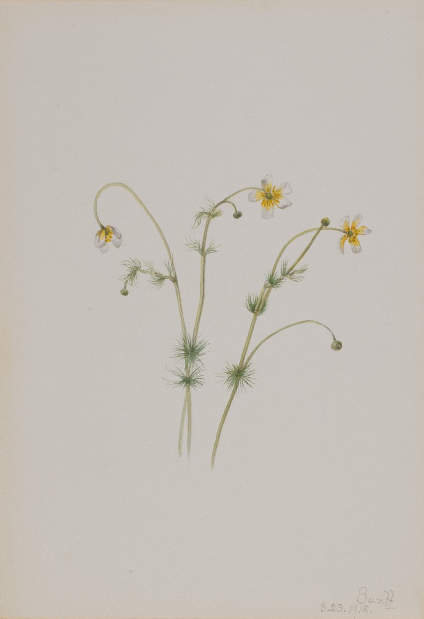 Vízi varjúláb Batrachium trichophyllum, 1918. alkotó: Mary Vaux Walcott