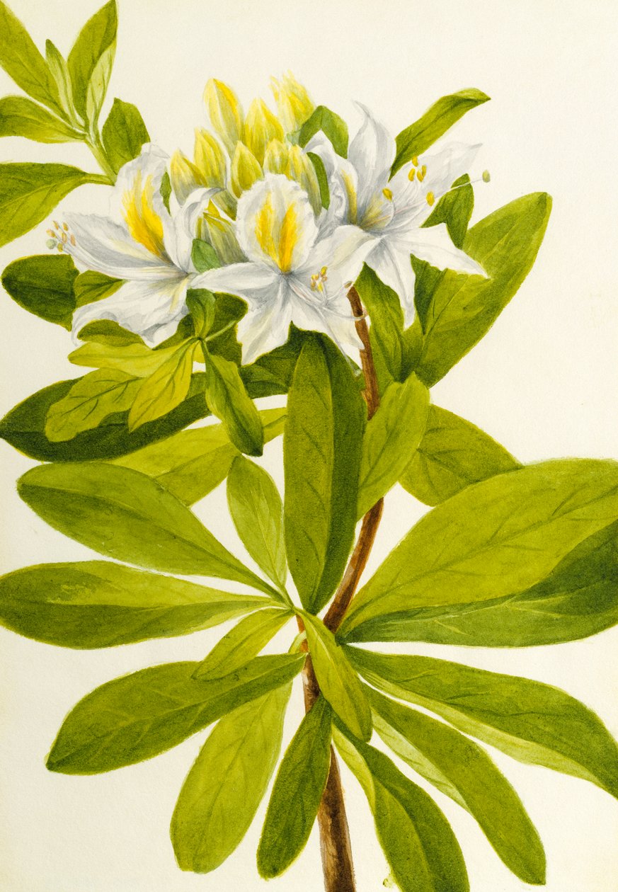 Western Azalea Rhododendron occidentale, n.d. alkotó: Mary Vaux Walcott