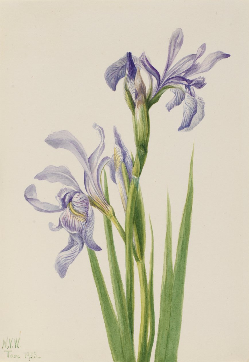 Nyugati kék zászló (Iris missouriensis) alkotó: Mary Vaux Walcott