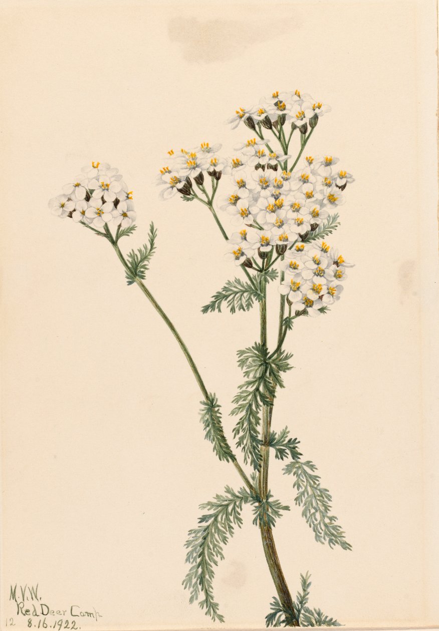 Nyugati cickafark Achillea lanulosa, 1922. alkotó: Mary Vaux Walcott