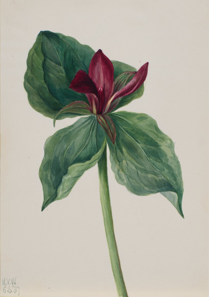 Whippoorwill Flower Trillium H., 1937. alkotó: Mary Vaux Walcott