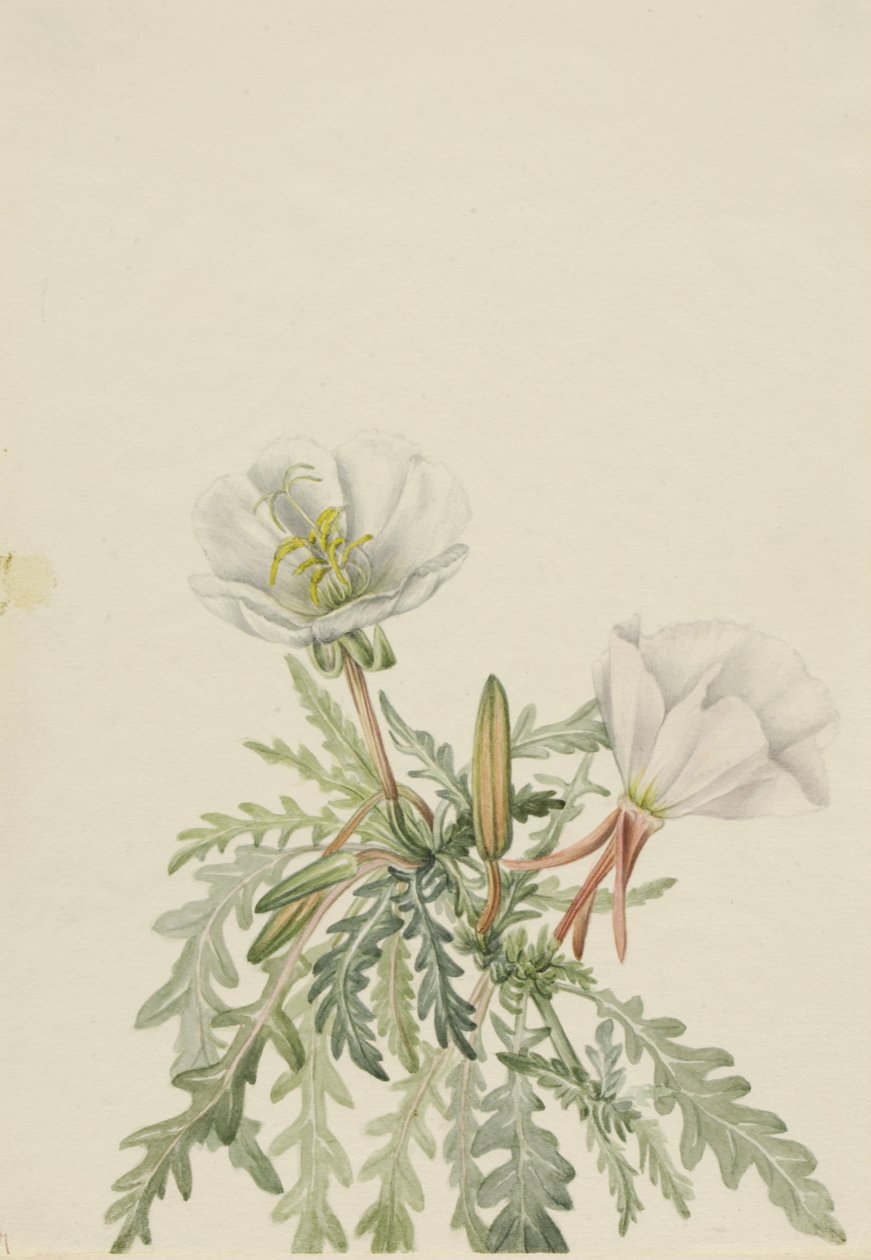 White Dawnrose Pachyloplus marginatus, n.d. alkotó: Mary Vaux Walcott