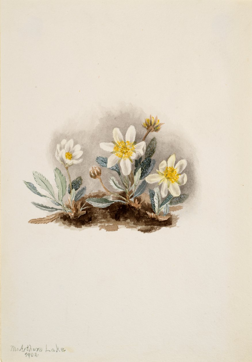 Fehér Dryad Dryas octopetala, 1902. alkotó: Mary Vaux Walcott