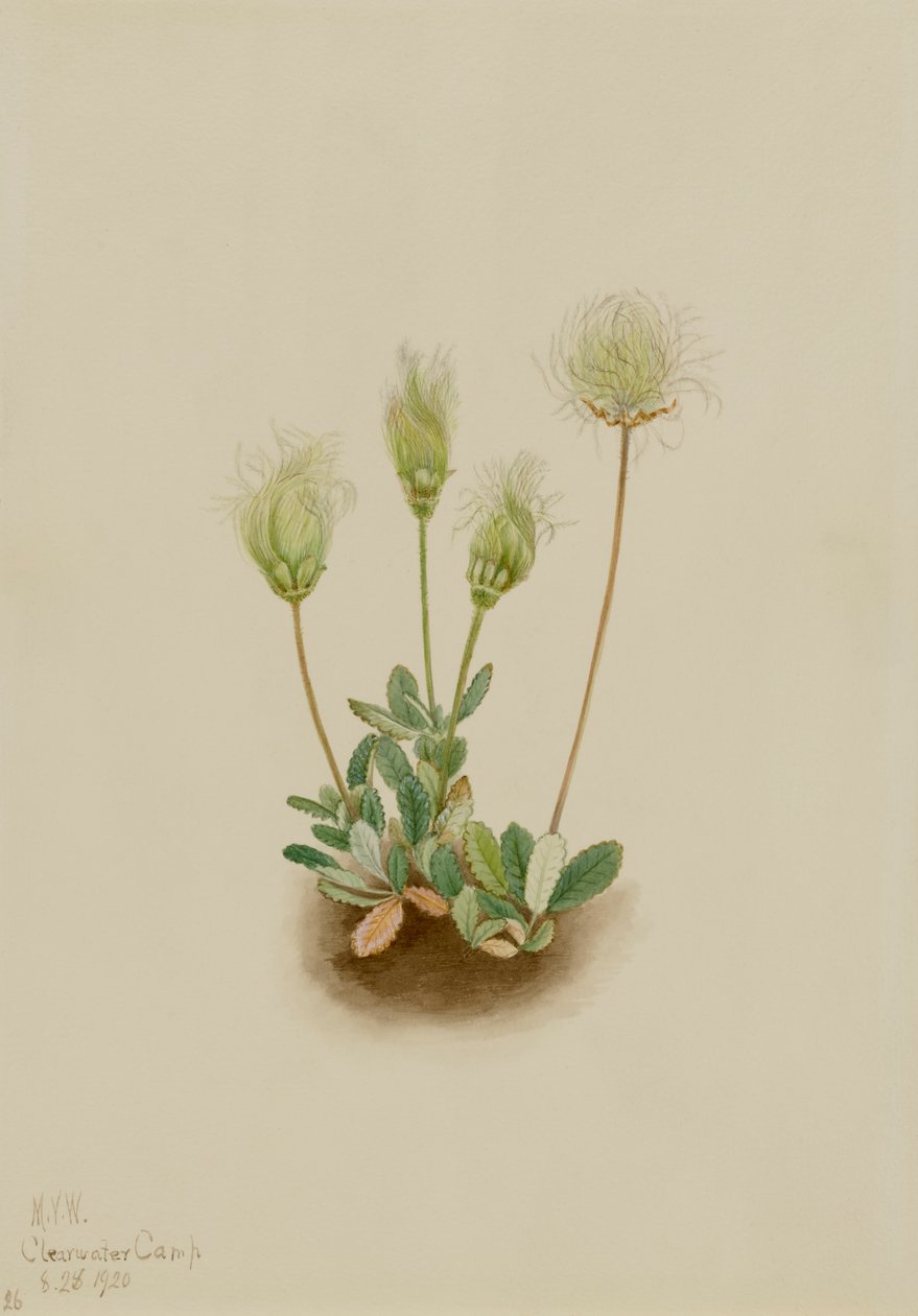 Fehér Dryad Dryas octopetala, 1920. alkotó: Mary Vaux Walcott
