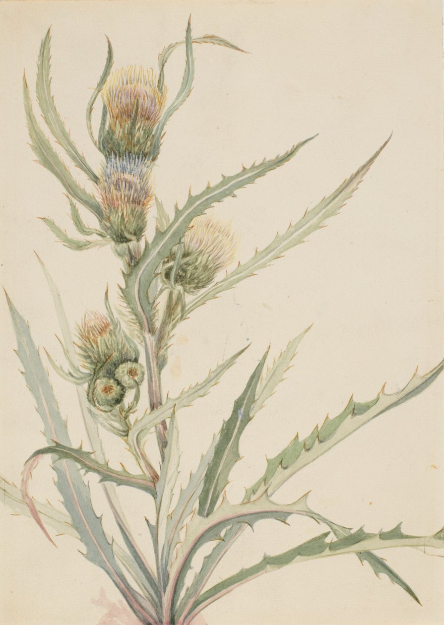 Fehér bogáncs Cirsium hookeranum, n.d. alkotó: Mary Vaux Walcott