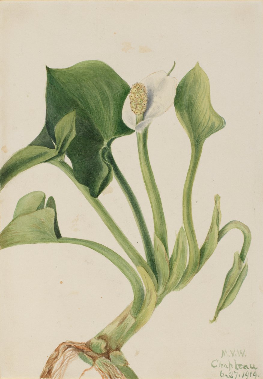 Vadon élő Calla Calla palustris, 1919. alkotó: Mary Vaux Walcott