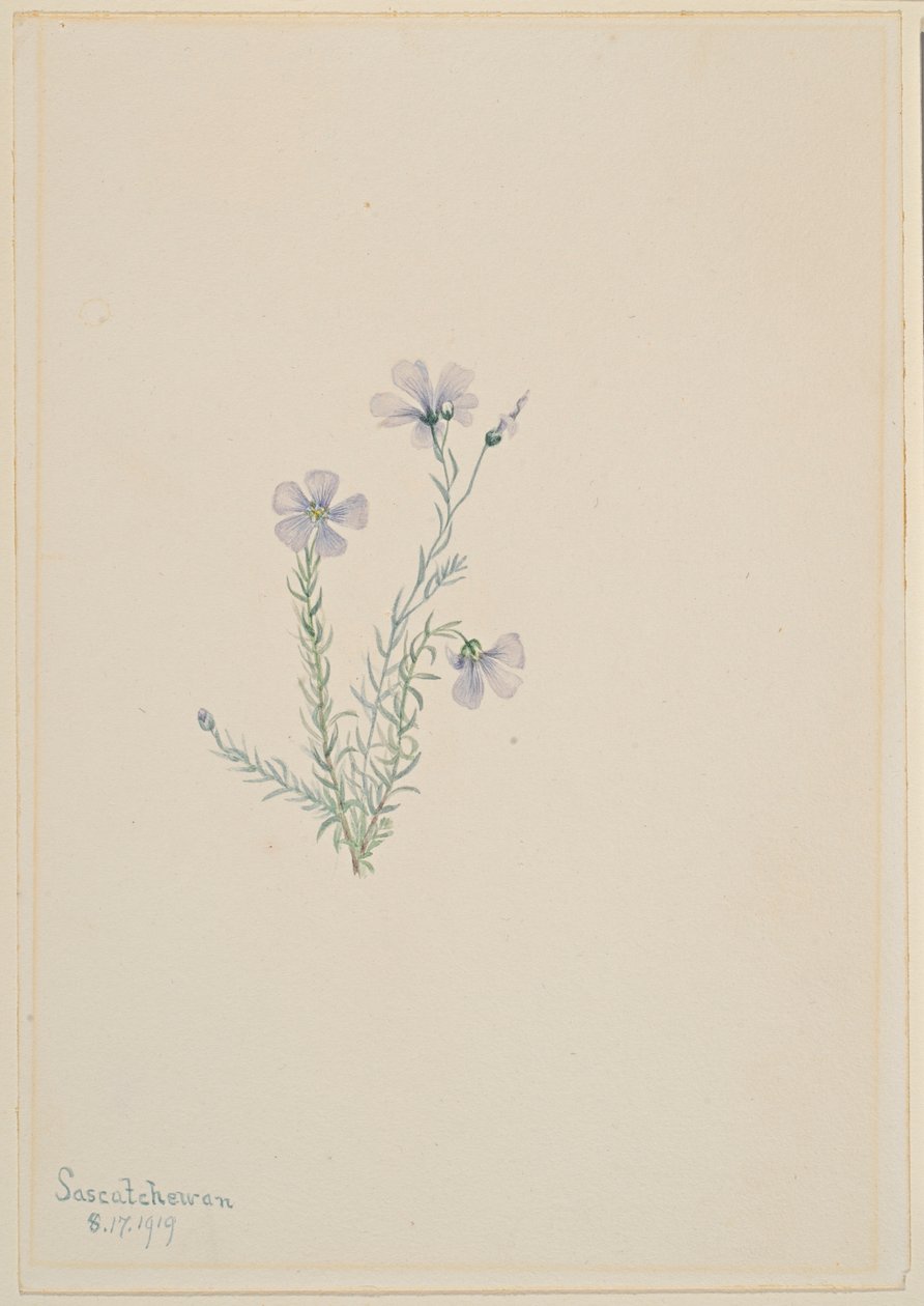 Vad len (Linum lewisii) alkotó: Mary Vaux Walcott