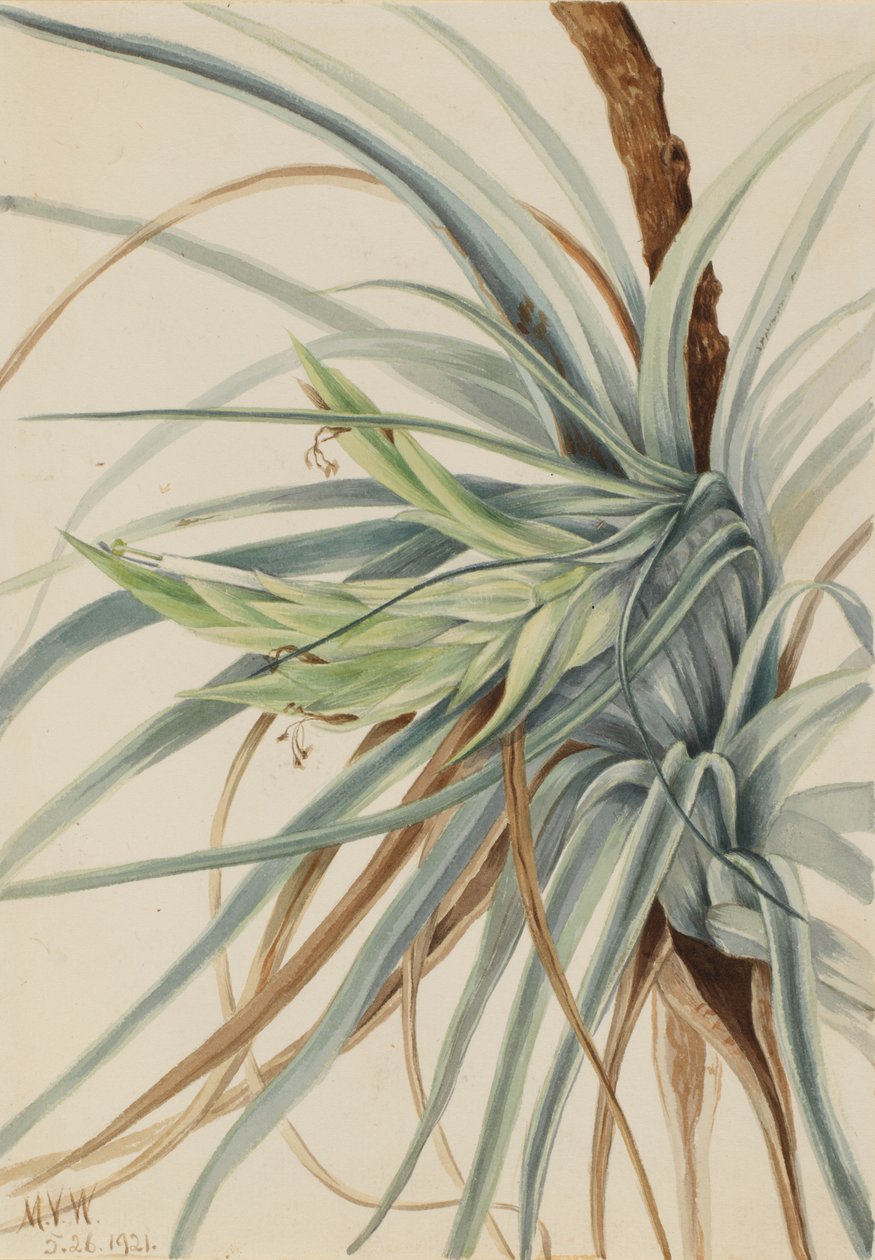 Vad ananász Tillandsia fasciculata, 1921. alkotó: Mary Vaux Walcott