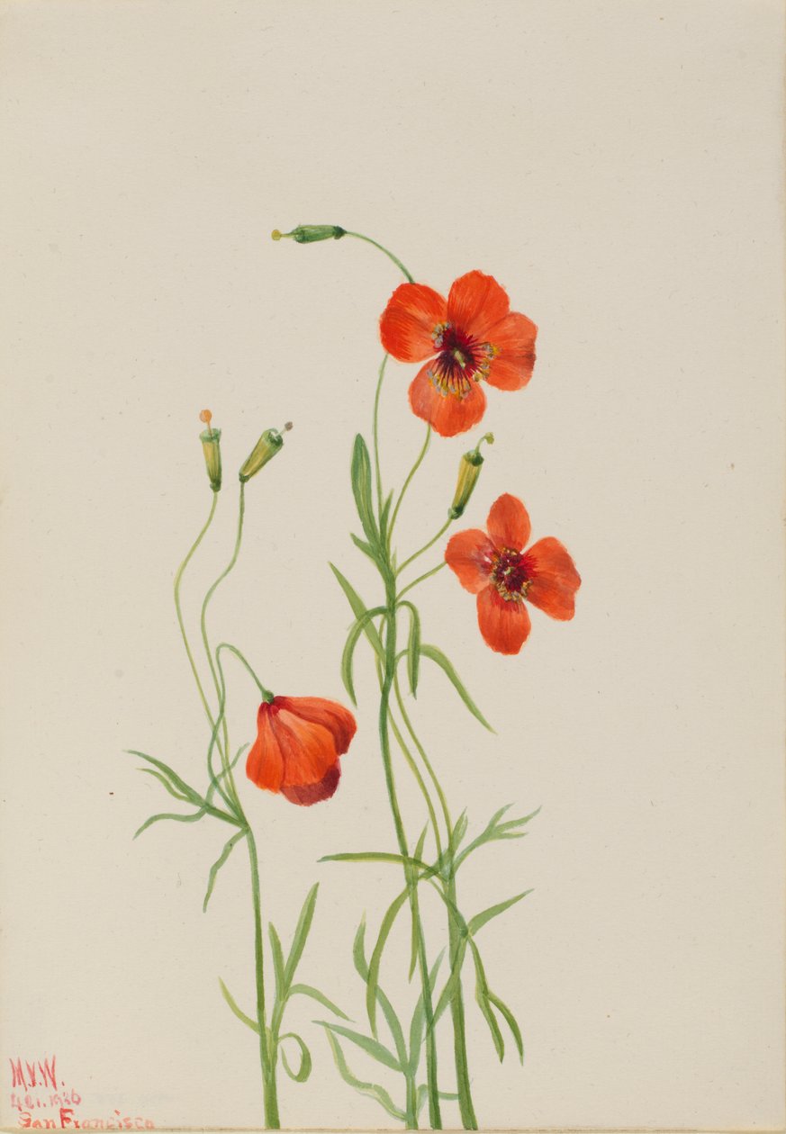 Szélmák Stylomecon heterophylla, 1926. alkotó: Mary Vaux Walcott