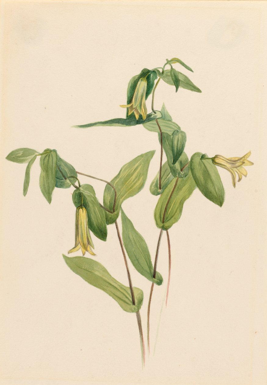 Wood Merrybells Uvularia perfoliata, n.d. alkotó: Mary Vaux Walcott