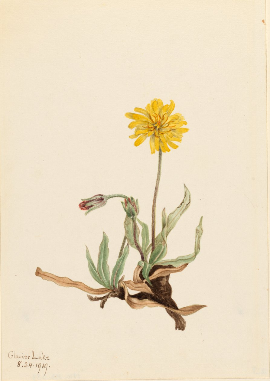 Gyapjas Agoseris (Agoseris villosa) alkotó: Mary Vaux Walcott